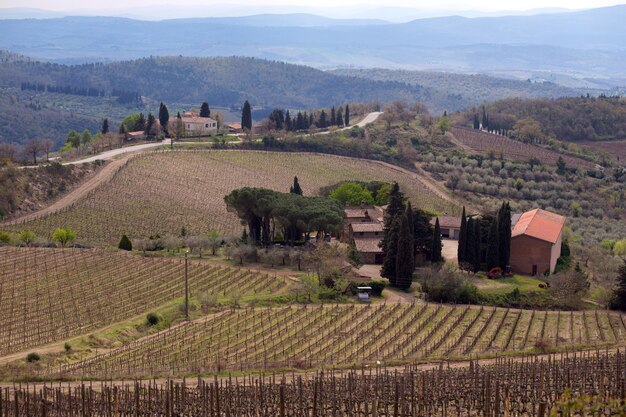 Vue sur un paysage toscan typique et une vallée de vignes, dans la province de Sienne. Toscane, Italie