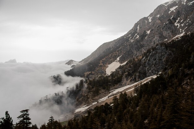 Vue des pentes de la montagne avec une forêt