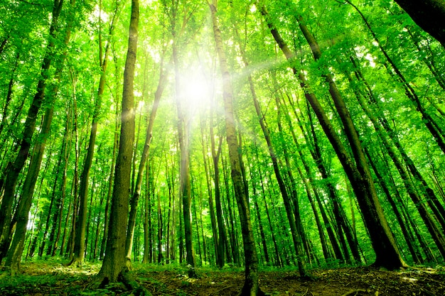 Vue en perspective d'un arbre forestier