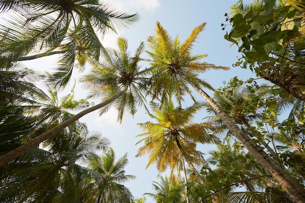 Vue en perspective des cocotiers sur une île tropicale exotique