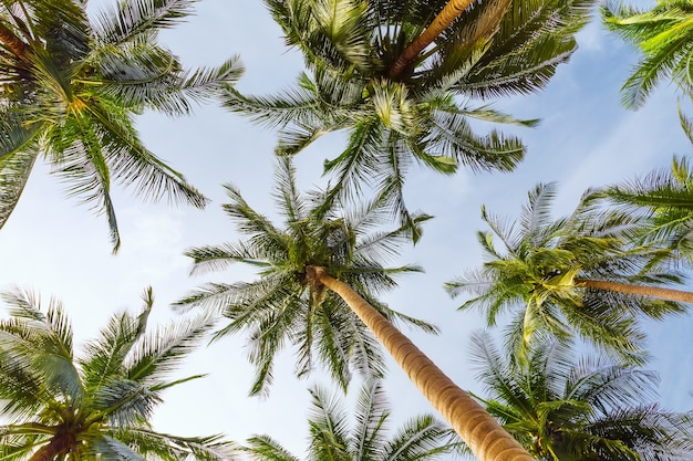 Vue en perspective des cocotiers