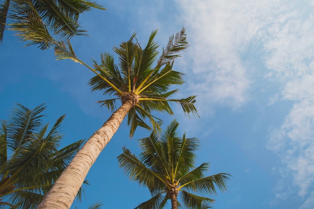 Vue en perspective des cocotiers