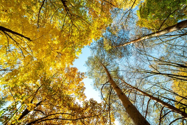 Vue en perspective de la forêt d'automne avec des feuilles orange et jaune vif. Bois denses avec des auvents épais par temps d'automne ensoleillé.