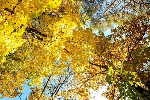 Vue en perspective de la forêt d'automne avec des feuilles orange et jaune vif. Bois denses avec des auvents épais par temps d'automne ensoleillé.