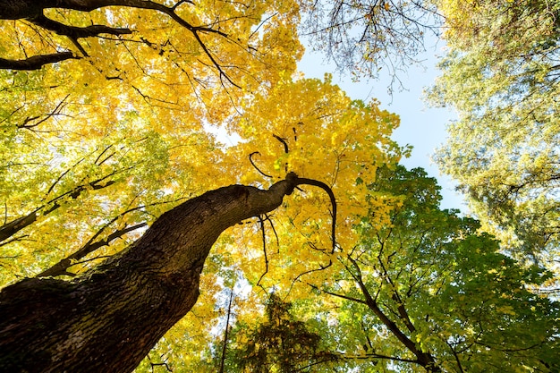 Vue en perspective de la forêt d'automne avec des feuilles orange et jaune vif. Bois denses avec des auvents épais par temps ensoleillé d'automne.