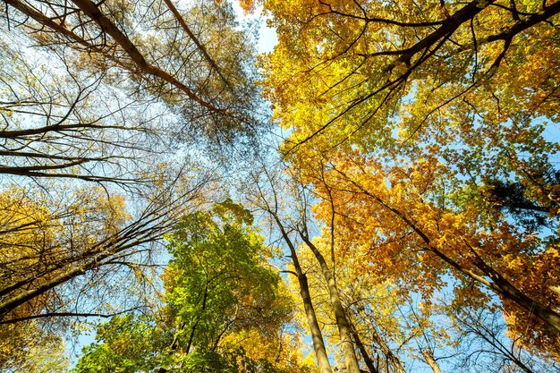 Vue en perspective de la forêt d'automne avec des feuilles orange et jaune vif.