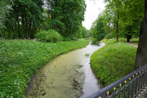 Vue d'une petite rivière avec de l'eau fleurie