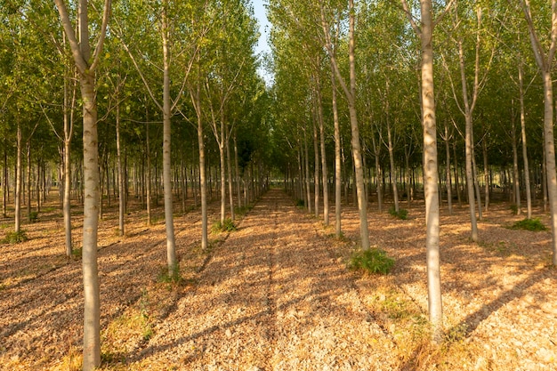 Vue sur les peupliers dans la campagne italienne