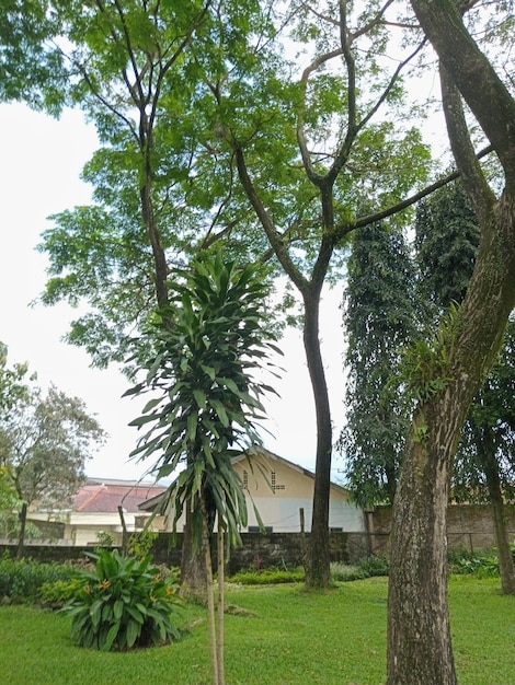 vue de la photo de l'arbre