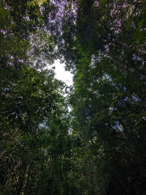 Vue photo gratuite du ciel à travers les arbres à Kanneliya au Sri Lanka