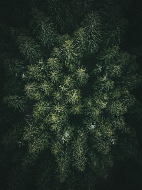 Vue d'un pin sous un angle élevé