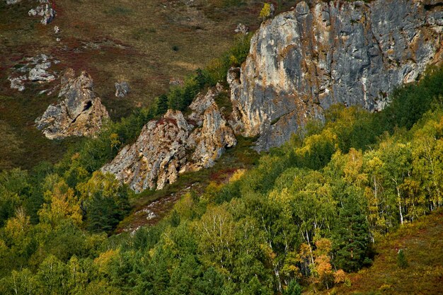 Photo vue des pins dans la forêt de montagne