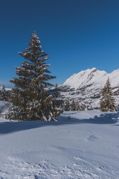 Photo une vue pittoresque sur les alpes françaises, les montagnes et les grands pins couverts de neige.