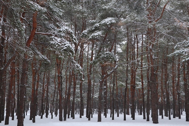 Vue pittoresque de la belle forêt couverte de neige