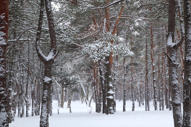 Vue pittoresque de la belle forêt couverte de neige