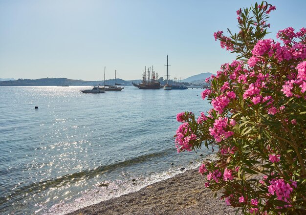 Vue sur la plage de Bodrum mer Égée maisons blanches traditionnelles fleurs marina bateaux à voile