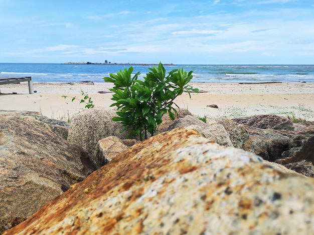 Vue sur la plage de la mer pendant la saison estivale