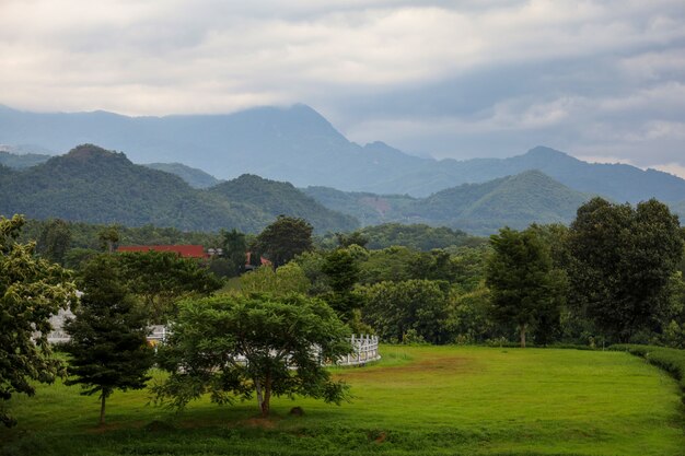 Vue de la plantation de thé à Chiang Rai