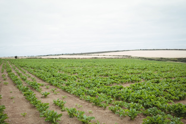 Vue d'une plantation verte sur le terrain