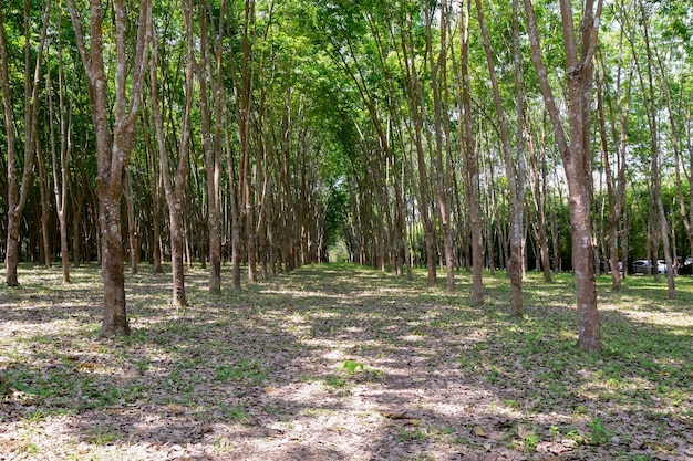 Vue des plantations de caoutchouc dans le nord de la ThaïlandexA