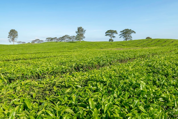 Vue sur les plantations de thé