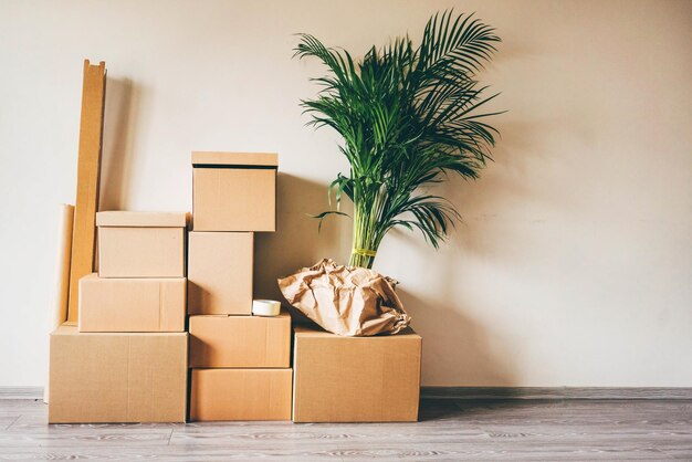 Vue d'une plante en pot contre le mur à la maison