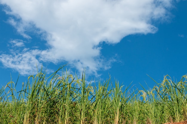 Vue de la plante de riz dans les montagnes sur un ciel bleu lumineux