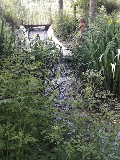 Photo vue des plantes dans la forêt