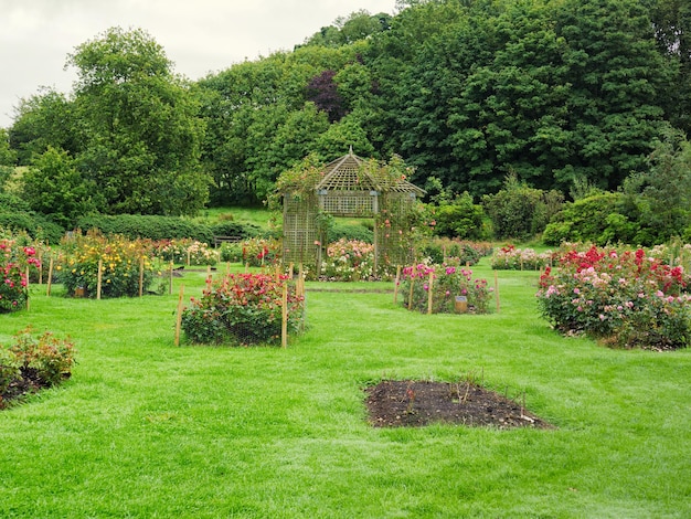 Photo vue des plantes dans le jardin