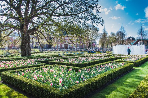 Photo vue des plantes à fleurs dans le parc