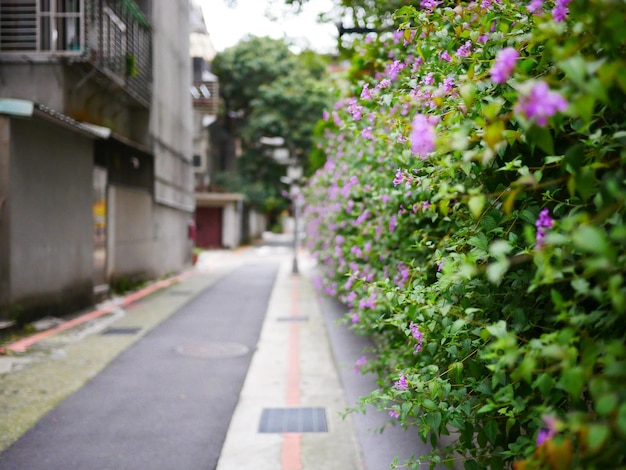 Photo vue des plantes à fleurs roses dans l'allée