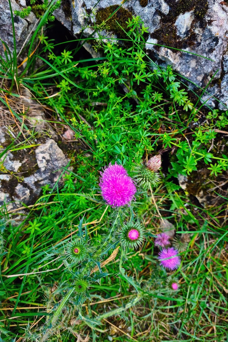 Photo vue des plantes à fleurs sauvages dans la forêt