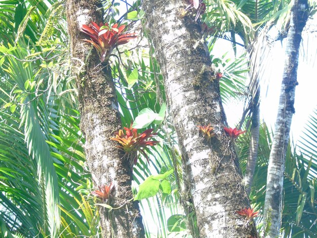 Photo vue des plantes sous un angle bas