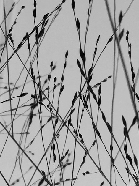 Photo vue des plantes sous un angle bas