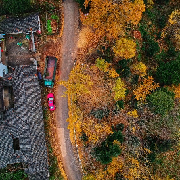 Photo vue des plantes sous un angle élevé en automne