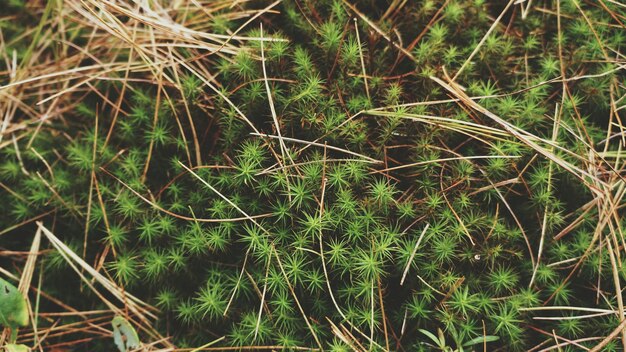 Vue des plantes sous un angle élevé