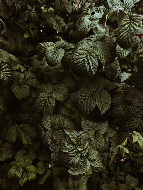 Vue des plantes sous un angle élevé