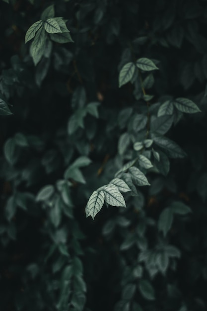 Vue des plantes sous un angle élevé