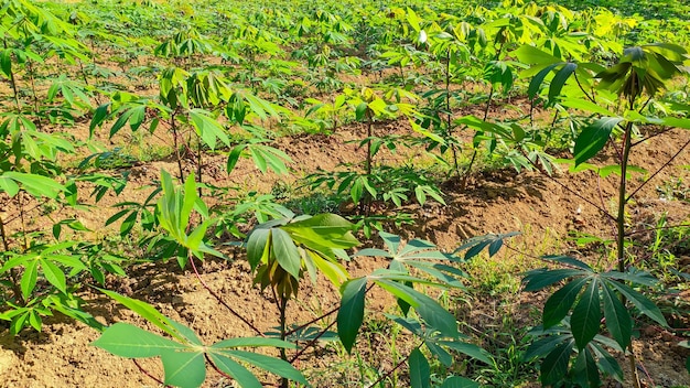 Vue des plants de manioc en Indonésie