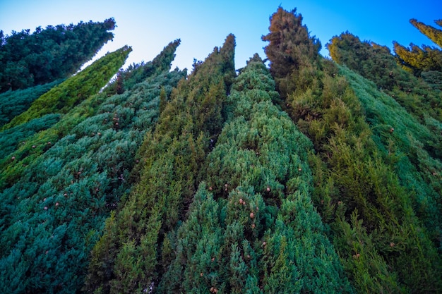 Vue plein cadre du pin de Noël vert