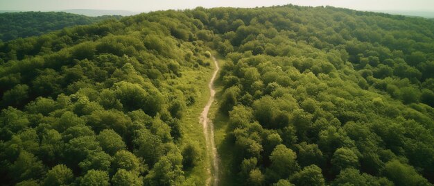 Vue plongeante sur la route au milieu de la forêtVue aérienne Prise de vue panoramique AI générative