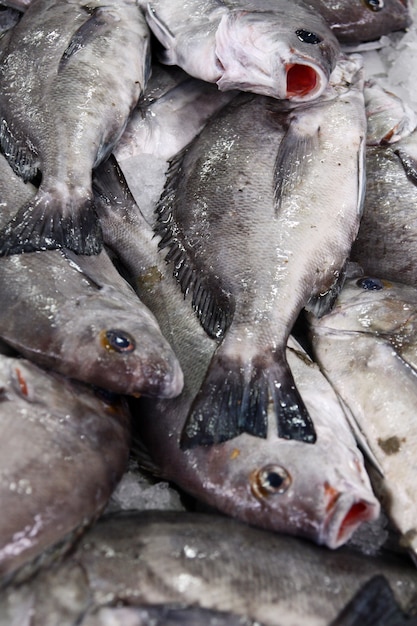 Vue de plusieurs poissons de famille de daurade au marché.