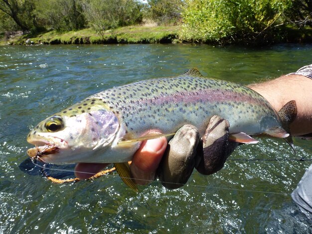 Photo vue des poissons en mer