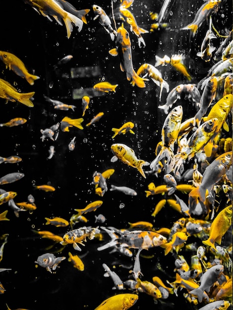 Photo vue des poissons en mer