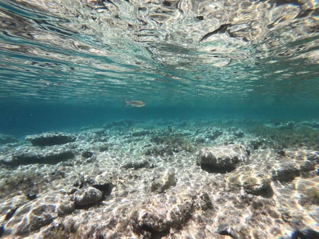 Photo vue de poissons nageant dans la mer