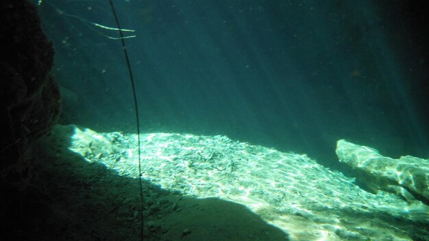 Photo vue de poissons nageant dans la mer