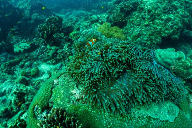 Vue des poissons sous l'eau