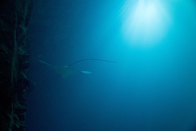 Photo vue des poissons sous l'eau