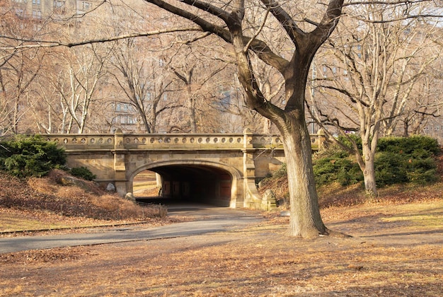 Vue sur le pont et le feuillage sec en fin d'après-midi dans Central Park