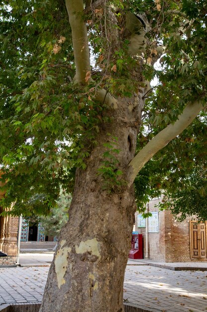 vue portrait d'un arbre de bas en haut où toutes les branches d'arbres cachent le ciel sans espaces vides